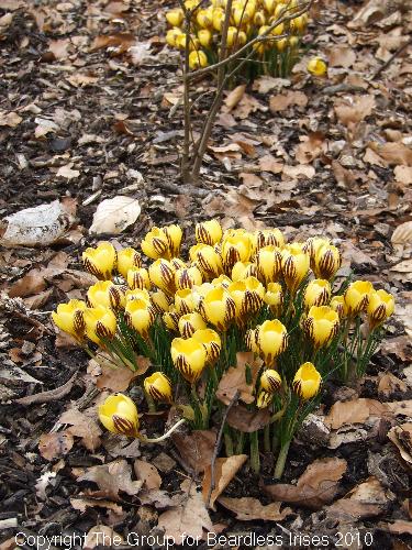 dunhammassey (07)